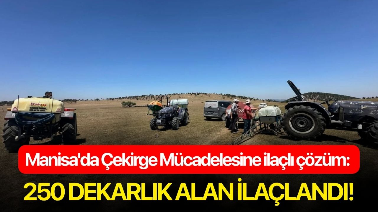 Manisa'da Çekirge Mücadelesine ilaçlı çözüm: 250 dekarlık alan ilaçlandı!