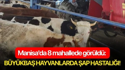 Manisa'da 8 mahallede görüldü: Büyükbaş hayvanlarda şap hastalığı!