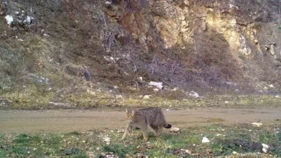 Evcil kedilerin atası yaban kedisi fotokapana takıldı