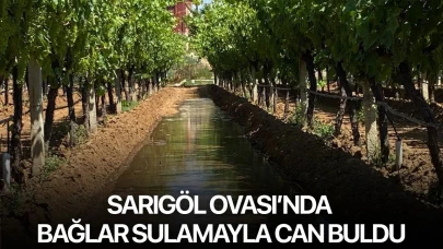 Sarıgöl Ovası’nda bağlar sulamayla can buldu