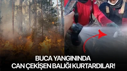 Buca yangınında can çekişen balığı kurtardılar!