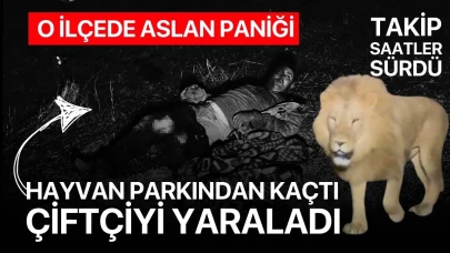 Antalya'da aslan paniği...! Hayvan parkından kaçtı! Çiftçiye saldırdı