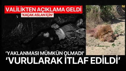 Valilikten kaçak aslan açıklaması: 'Sağ yakalanması mümkün olmadı'