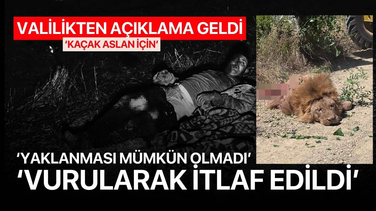 Valilikten kaçak aslan açıklaması: 'Sağ yakalanması mümkün olmadı'