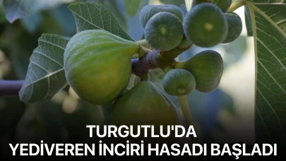Turgutlu'da yediveren inciri hasadı başladı
