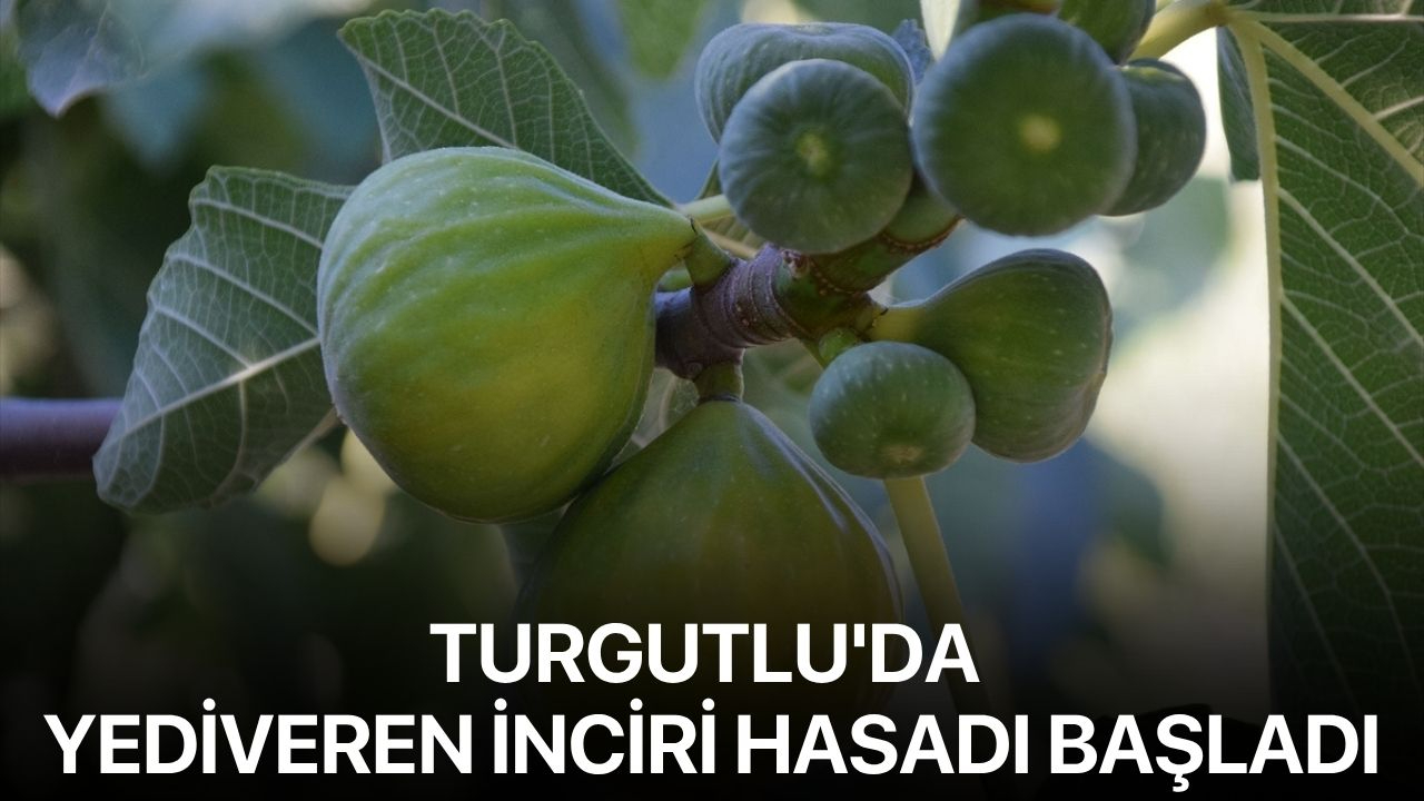 Turgutlu'da yediveren inciri hasadı başladı