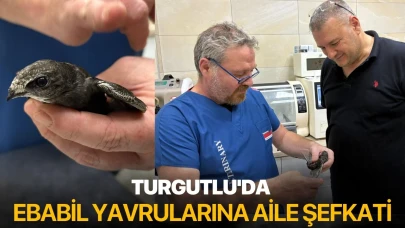 Turgutlu'da ebabil yavrularına aile şefkati