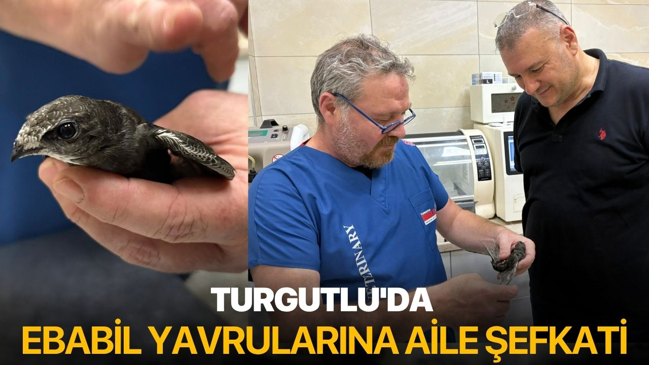 Turgutlu'da ebabil yavrularına aile şefkati