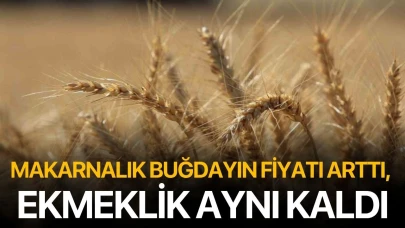 Makarnalık buğdayın fiyatı arttı, ekmeklik aynı kaldı