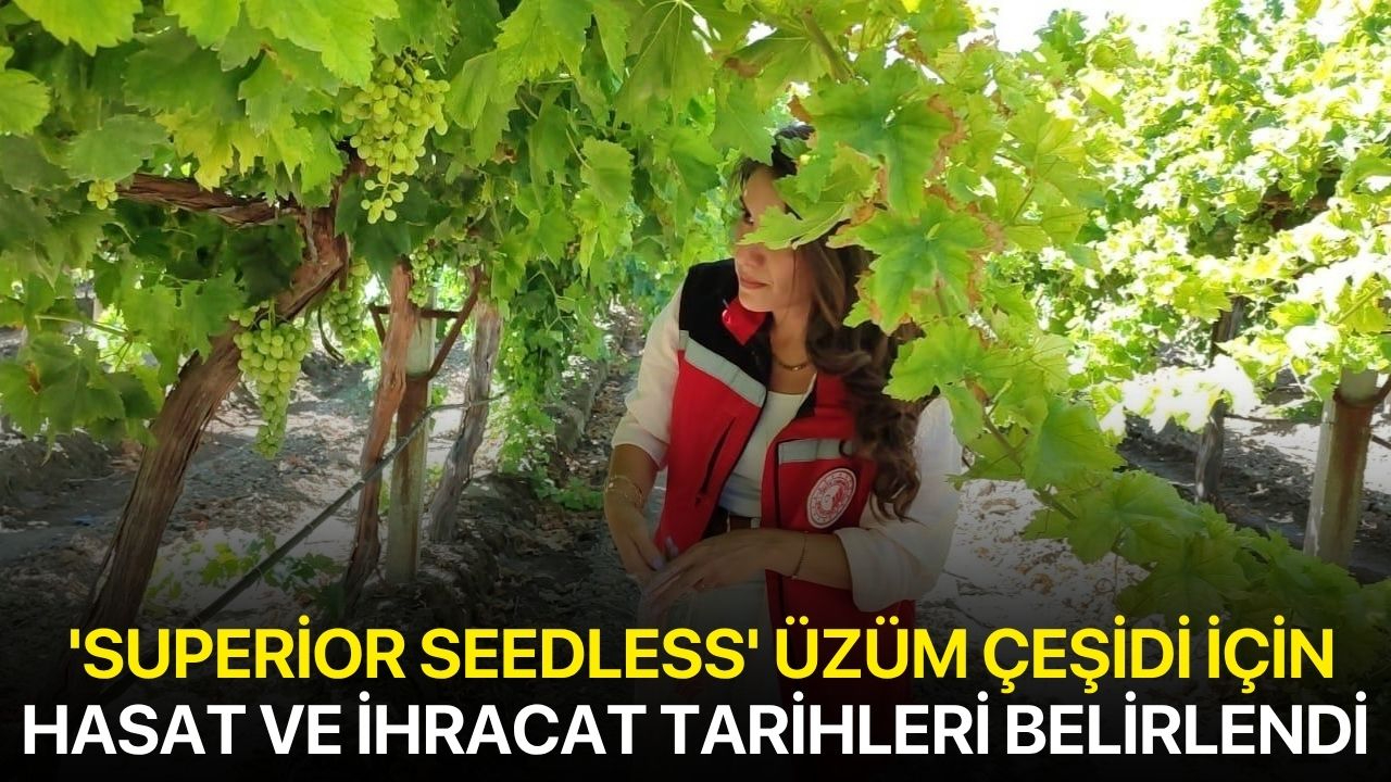 'Superior Seedless' üzüm çeşidi için hasat ve ihracat tarihleri belirlendi