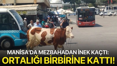 Manisa'da mezbahadan inek kaçtı: Ortalığı birbirine kattı!