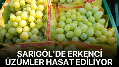 Sarıgöl’de erkenci üzümler hasat ediliyor