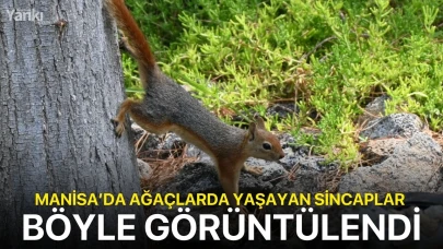 Manisa'da ağaçlarda yaşayan sincaplar böyle görüntülendi