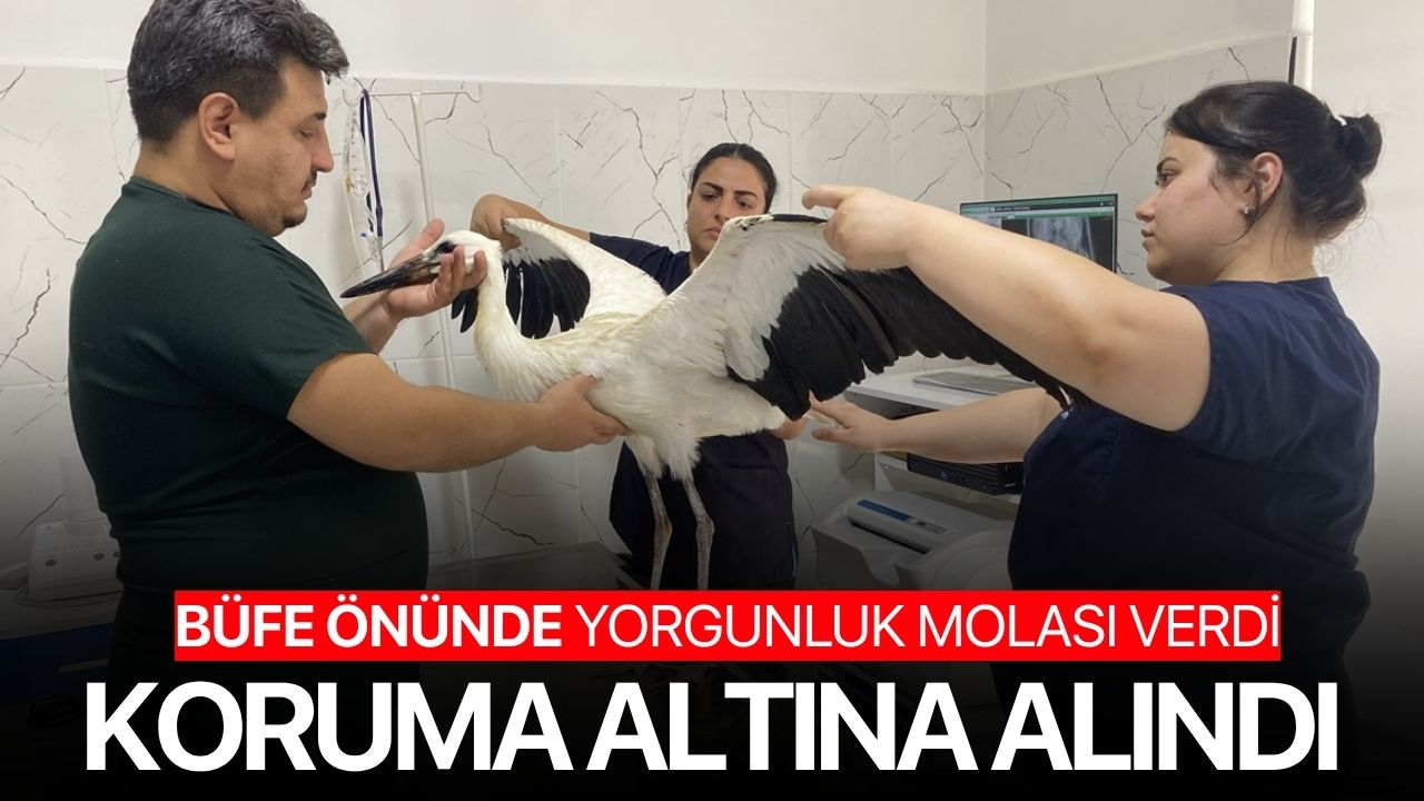 Büfe önünde yorgunluk molası verdi! Koruma altına alındı