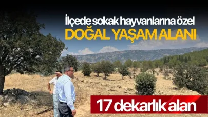 İlçede sokak hayvanlarına özel doğal yaşam alanı