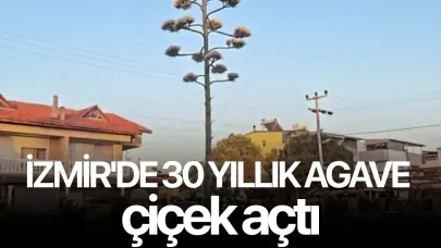 İzmir'de 30 yıllık agave çiçek açtı