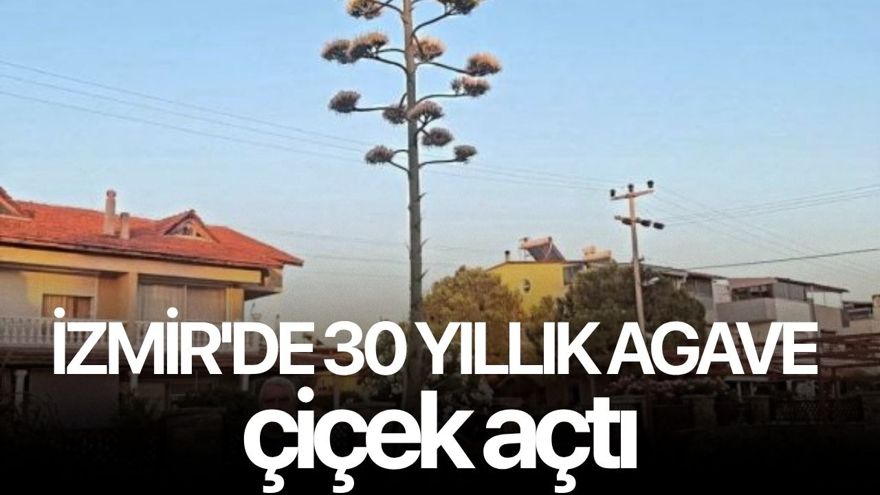 İzmir'de 30 yıllık agave çiçek açtı