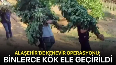 Alaşehir’de kenevir operasyonu: Binlerce kök ele geçirildi