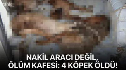 Nakil aracı değil, ölüm kafesi: 4 köpek öldü!