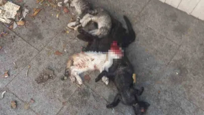 Yavru kediler öldürülmüş olarak bulundu: 1 gözaltı!