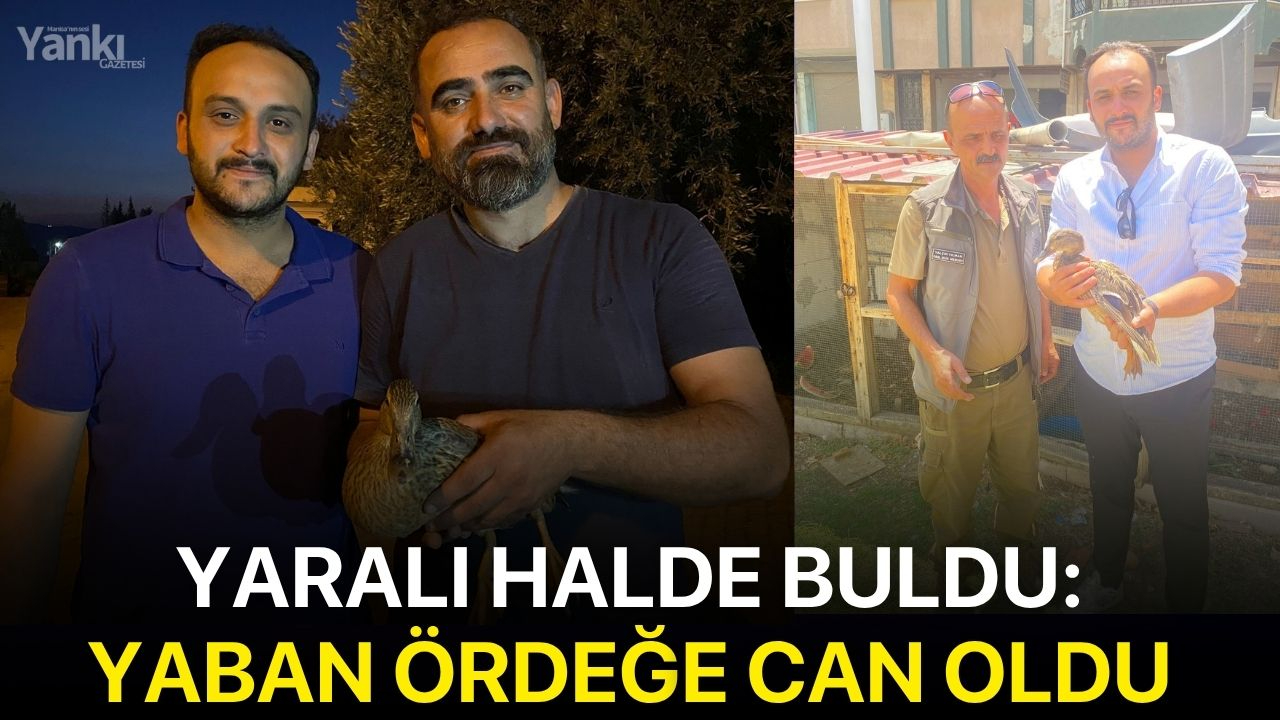 Yaralı halde buldu: Yaban ördeğe can oldu