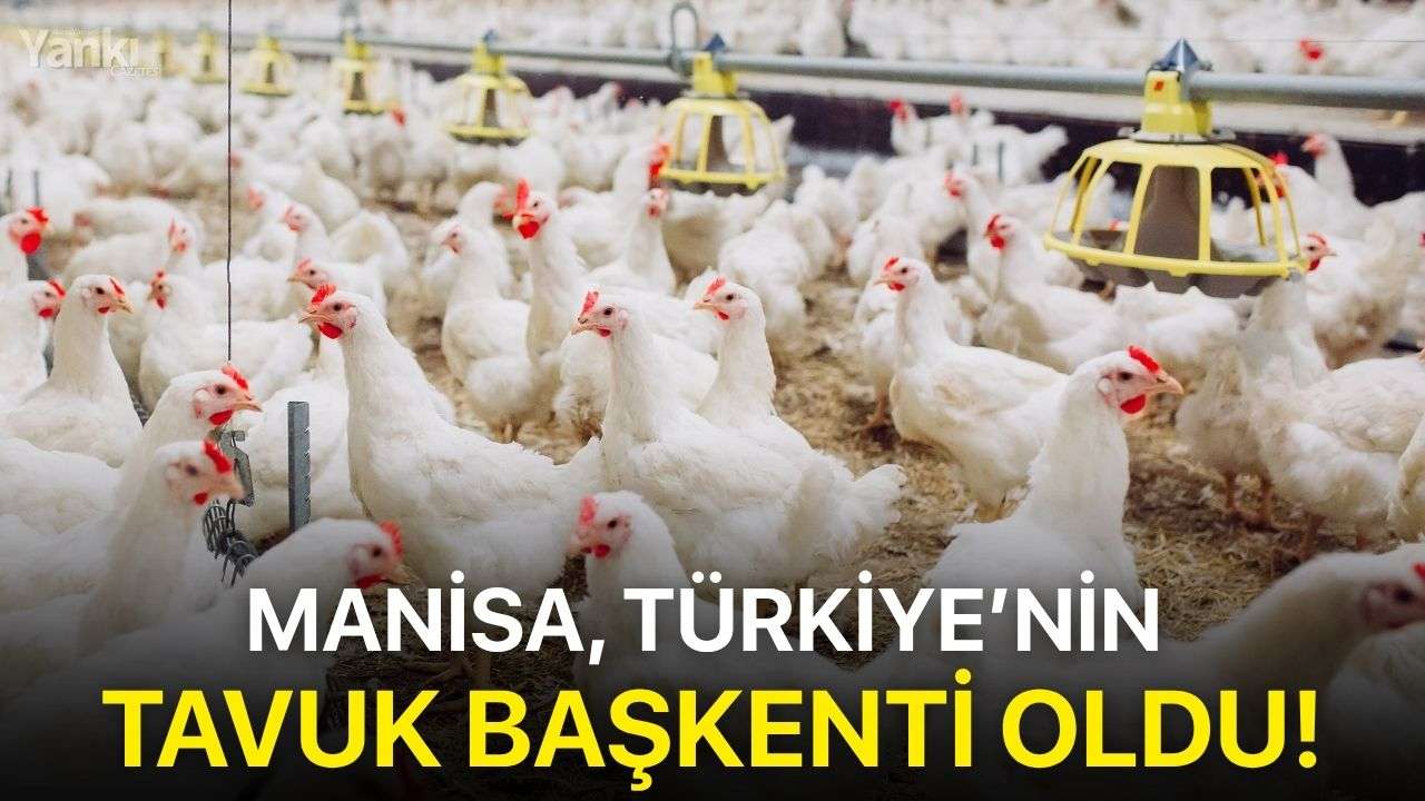 Manisa, Türkiye’nin tavuk başkenti oldu!