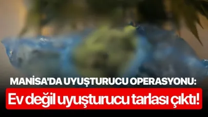Manisa'da uyuşturucu operasyonu: Ev değil uyuşturucu tarlası çıktı!