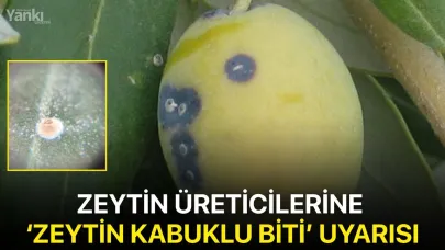 Zeytin üreticilerine ‘Zeytin Kabuklu Biti’ uyarısı