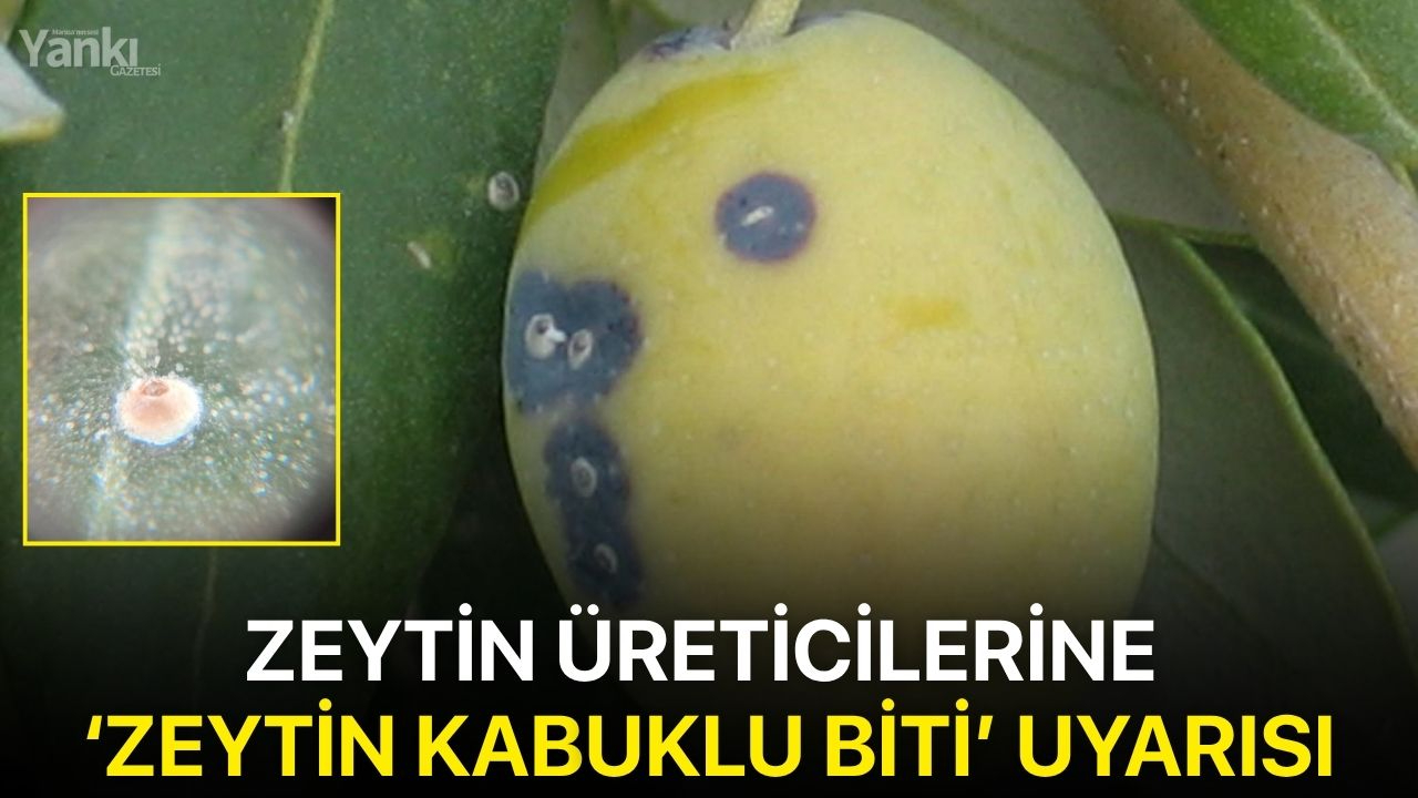 Zeytin üreticilerine ‘Zeytin Kabuklu Biti’ uyarısı