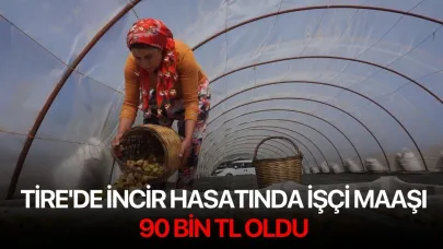 Tire'de incir hasatında işçi maaşı 90 bin TL oldu