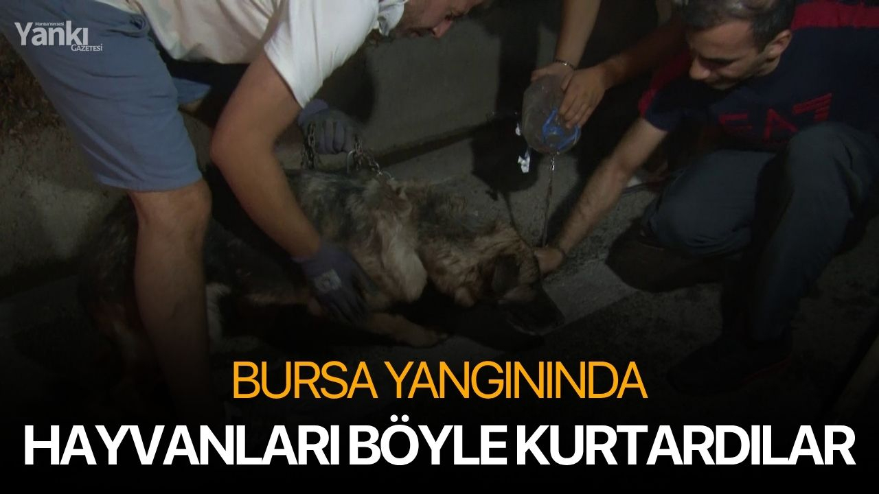 Bursa'daki yangından etkilenen hayvanlar böyle kurtarıldı