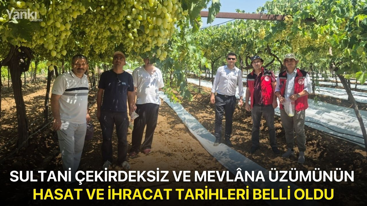 Sultani Çekirdeksiz ve Mevlâna Üzümünün hasat ve ihracat tarihleri belli oldu