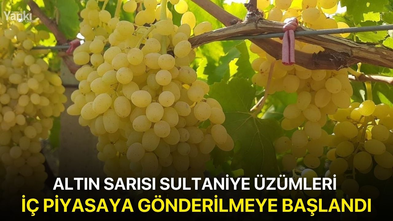 Altın sarısı Sultaniye üzümleri iç piyasaya gönderilmeye başlandı