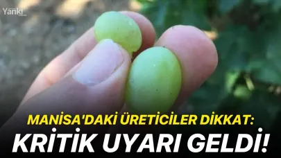 Manisa'daki üreticiler dikkat: Kritik uyarı geldi!