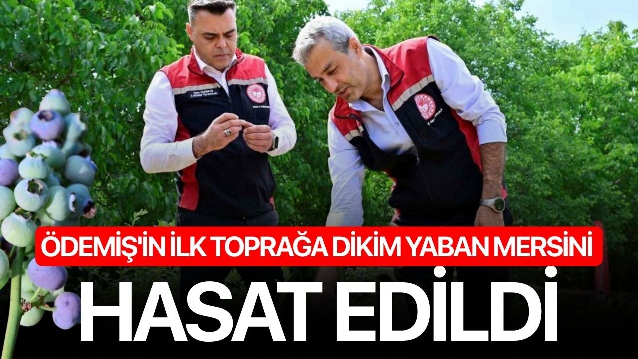 Ödemiş'in ilk toprağa dikim yaban mersini hasat edildi