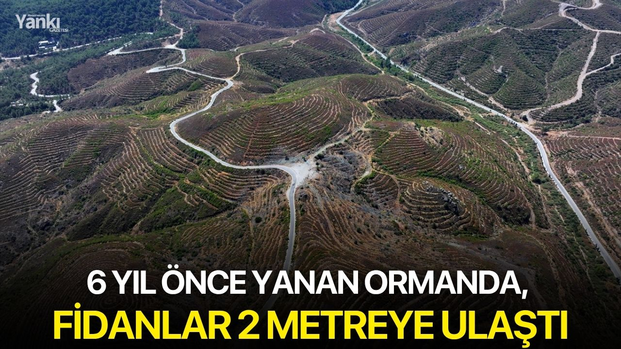 6 yıl önce yanan ormanda, fidanlar 2 metreye ulaştı
