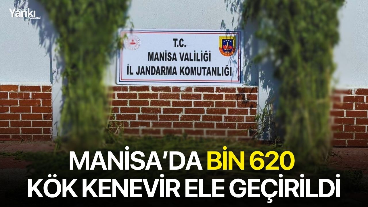 Manisa’da bin 620 kök kenevir ele geçirildi