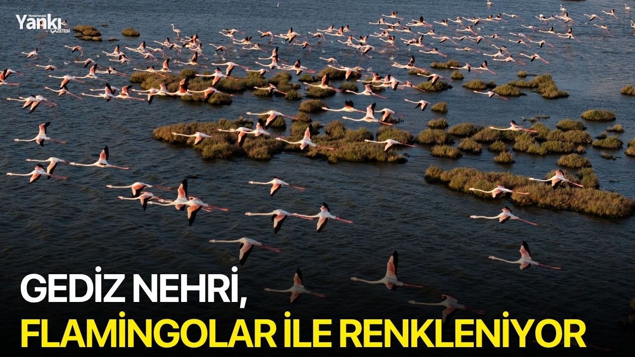 Gediz Nehri, flamingolar ile renkleniyor