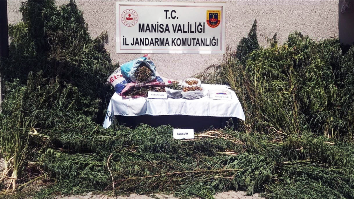 Yasa dışı kenevir ekimine jandarma operasyonu: 2 gözaltı