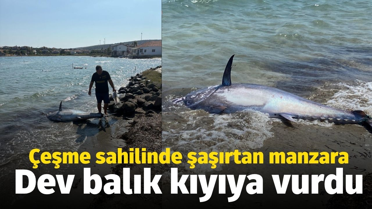 Çeşme'de şaşırtan manzara! Dev balık kıyıya vurdu
