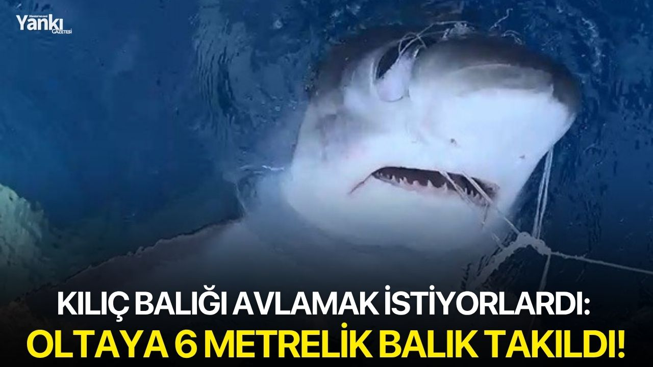 Kılıç balığı avlamak istiyorlardı: Oltaya 6 metrelik balık takıldı!