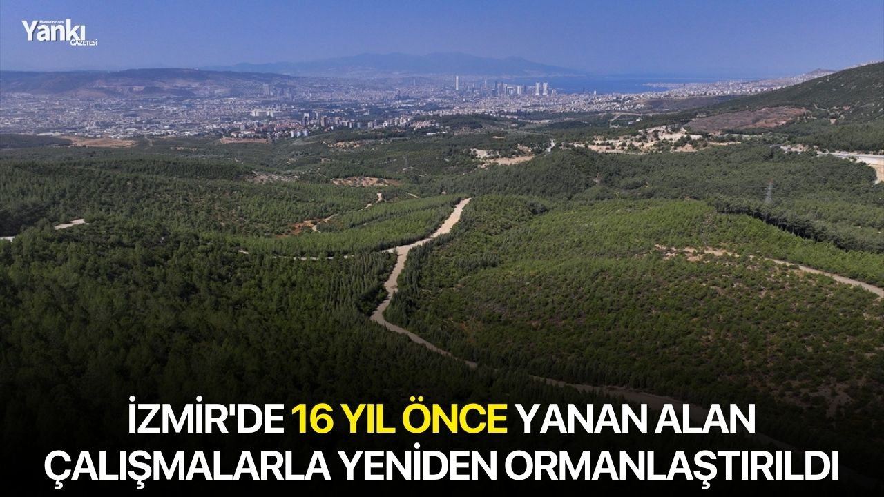 İzmir'de 16 yıl önce yanan alan çalışmalarla yeniden ormanlaştırıldı
