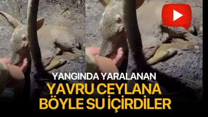Yangında yaralanan yavru ceylana böyle su içirdiler
