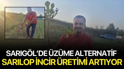 Sarıgöl’de Üzüme Alternatif: Sarılop İncir Üretimi Artıyor