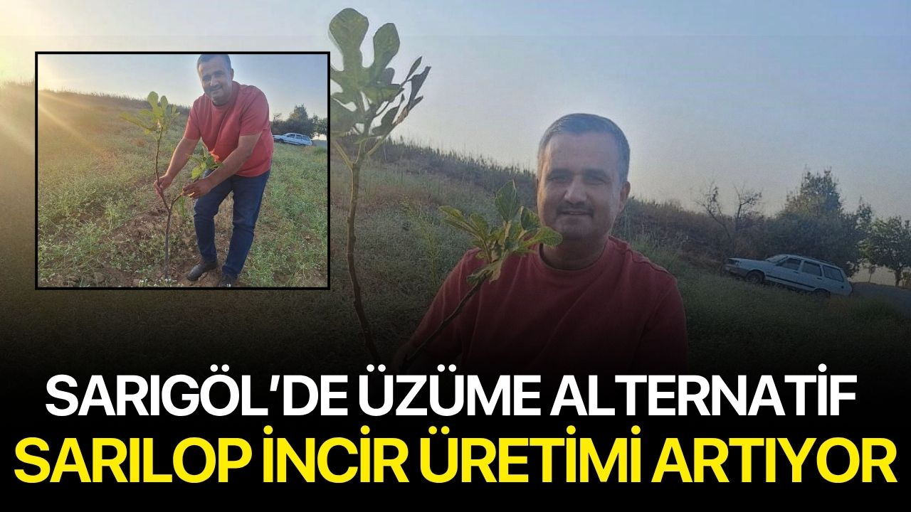 Sarıgöl’de Üzüme Alternatif: Sarılop İncir Üretimi Artıyor