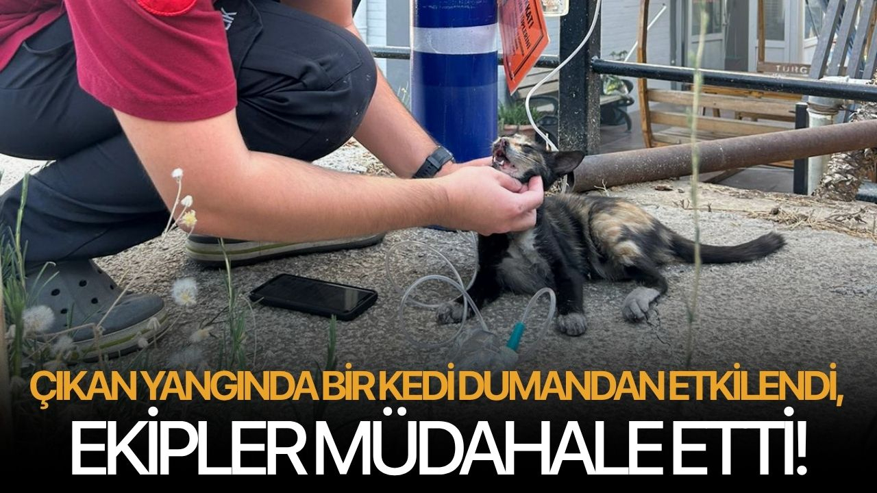 Çıkan yangında bir kedi dumandan etkilendi, ekipler müdahale etti!