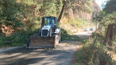 Manisa'da ağaç devrildi: Yol ulaşıma kapandı!
