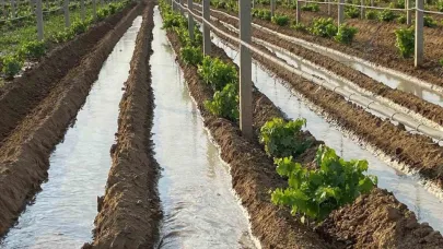 Manisa'da kışlık sebzeler toprakla buluşmaya başladı