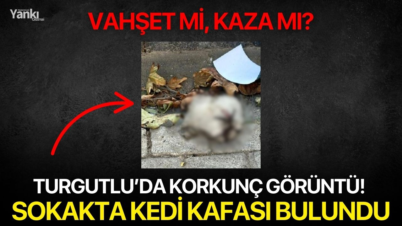 Turgutlu’da sokakta kedi kafası bulundu iddiası