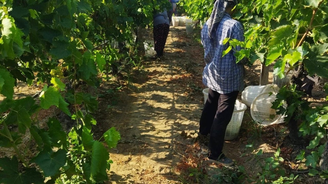 Sarıgöl'de üzüm hasadı başladı